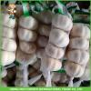 2017 New Crop Fresh Pure White Garlic Mesh Bag In Carton Good Price High Quality #2 small image