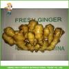 Fresh Ginger 2017 Best Price #1 small image