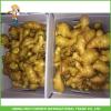 Sale High Quality Chinese Fresh Ginger 150g Up #1 small image