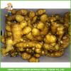 150g+ Fresh Ginger With Low Price #1 small image
