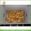 Buy Chinese Vegetable 100g 150g 200g Fresh Ginger #1 small image