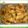 Chinese Fresh Ginger 150g With Good Price #1 small image