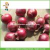 High Quality Fresh Onion of 5-7cm Size Supplier and Exporter #1 small image