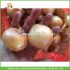 High Quality 7.0cm up Fresh Onion Low Price #1 small image