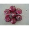 Import Fresh Yellow Onions #4 small image