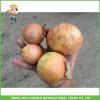 High Quality 7.0cm up Fresh Onion Low Price #1 small image