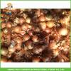 High Quality Fresh Onion 5-7cm Size #2 small image