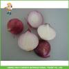 High Quality &amp; Best Price Chinese Fresh Onion 5-7cm Size #1 small image