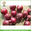 Chinese New Crop Fresh Red Onion #1 small image