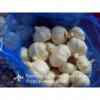 2017 New Crop 4.5cm Normal White Fresh Garlic 10kg Mesh Bag Packing #4 small image