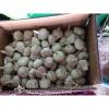 Chinese Fresh Red (Allium Sativum) Garlic Packed In Carton Box #1 small image