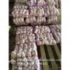 New Crop Chinese 4.5cm Pure White Fresh Garlic 3p small packing in mesh bag #5 small image
