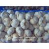 New Crop Chinese 5.5cm Pure White Fresh Garlic Small Packing In Mesh Bag #2 small image
