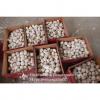Chinese Fresh Red (Allium Sativum) Garlic Packed In Box #1 small image