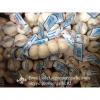New Crop Chinese 4.5cm Pure White Fresh Garlic In 10 kg Box Packing #5 small image