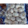 Nature Made 5.0-5.5cm Chinese White Garlic Material of Black Garlic in Mesh Bag #3 small image