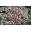 New Crop Chinese 4.5cm Pure White Fresh Garlic 3p small packing in mesh bag
