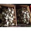 Chinese Fresh Red Garlic (Allium Sativum) Packed In Mesh Bag #3 small image