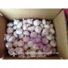 2017 New Crop Best Quality Chinese Red Garlic In Various Sizes  #2 small image