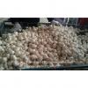 100% Nature Made 5.5cm Pure White Garlic Cultivated In Jinxiang Shandong China #1 small image