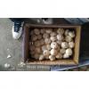 New Crop Fresh Jinxiang Normal White Garlic 5cm And Up In Carton Box Packing #1 small image
