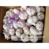 Hot Sale Chinese Fresh Normal White Garlic Natural Garlic Wholesale for Senegal Market