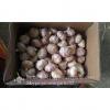 5-5.5cm Chinese Fresh Normal White Garlic In 10kg Carton Box Packing #3 small image