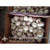 Chinese Fresh Red (Allium Sativum) Garlic Packed In Carton Box