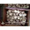 Nature Made 5.0-5.5cm Chinese White Garlic Material of Black Garlic in Mesh Bag #4 small image