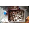 5-5.5cm Chinese Fresh Normal White Garlic In 10kg Carton Box Packing #5 small image