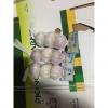 Chinese Normal White Garlic Exported to Costa Rica Market Packed in Carton Box #1 small image