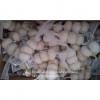 Nature Made 5.5-6.0cm Wholesale Chinese Normal Garlic Material of Black Garlic in Mesh Bag #1 small image