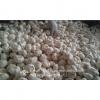 New Crop Chinese 5cm Snow White Fresh Garlic Small Packing In Mesh Bag #1 small image