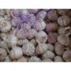 Hot Sale Best Quality Chinese Normal White Garlic #2 small image