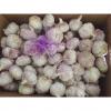 Chinese 100% Fresh Nature Made Garlic Best Quality Product from Jinxiang #1 small image