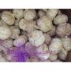 Normal White Purple Garlic with Favorable Price Best Quality