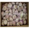 fresh garlic for 2017 crop