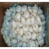 fresh pure white and normal white garlic for 2017