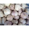 fresh garlic of 2017 year from china shandong