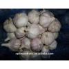 China garlic box 10kg price for export #5 small image