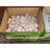 Fresh dry red garlic supplier in China #4 small image