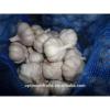 China garlic box 10kg price for export