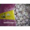 Shandong fresh red garlic in 10kg mesh bag #3 small image