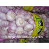 Shandong fresh red garlic in 10kg mesh bag #4 small image
