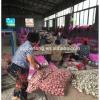 Garlic Box 10kg Exporting Standard Chinese Fresh Garlic with Reasonable Price