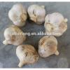 Offer Ali/Alho/Ajo/Garlic,Spice Vegetables of Garlic