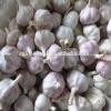 Offer Fresh Organic Garlic without Pesticide