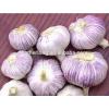 China Fresh Garlic 2017 Crop in Low Price #5 small image