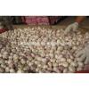 2017 Crop Normal White Garlic pack in 10kg/mesh bag #4 small image