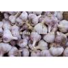 China Fresh Garlic with Good Taste #3 small image